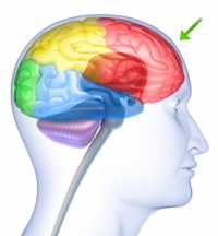 How You Can Boost Your Brain’s Willpower with a Simple Working Memory Exercise By Adam Dachis